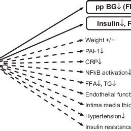 Acarbose mechanism of action: competitive inhibition of the intestinal... | Download Scientific ...