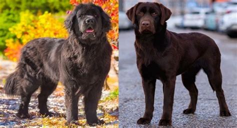 Lab Newfie Mix: Info, Pictures, Care Guide & More | Hepper