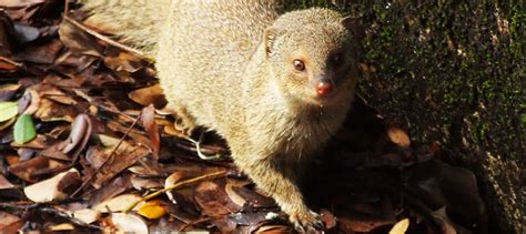 Invasive mongoose raises concerns in Kauai - The Wildlife Society