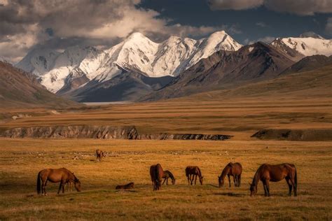 Wild Horses in Sary-Jaz Valley, Kyrgyzstan and China