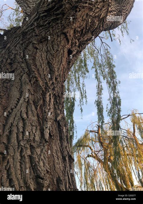 The bark of a willow tree Stock Photo - Alamy