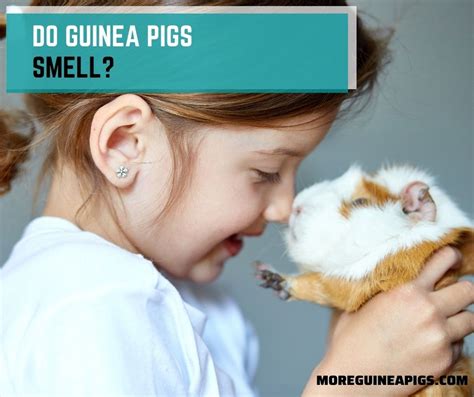 Do Guinea Pigs Smell? Causes, How To Get Rid and Prevent - More Guinea Pigs