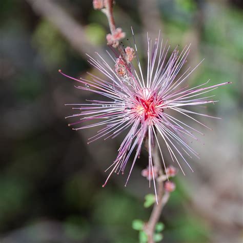 Calliandra eriophylla ( Pink Fairy Duster) - Desert Botani… | Flickr