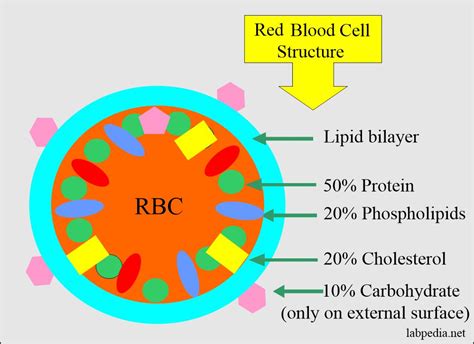 Red Blood Cell (RBC) – Part 4 – Erythropoiesis, Red blood cell Count and Counting Procedure ...