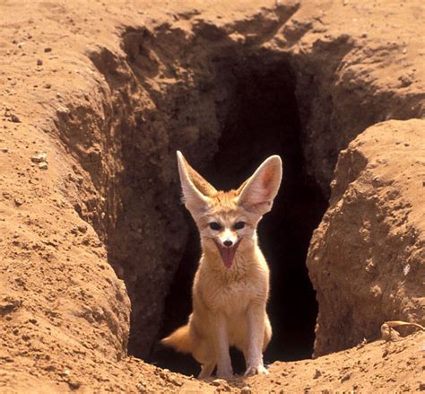 Fennec Fox