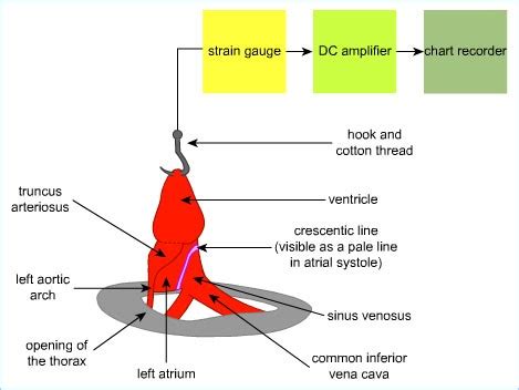 Frog Heart Diagram Back View