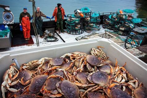 Getting to know Dungeness crabs - This Is Whidbey