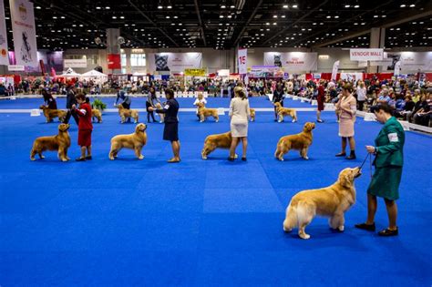 AKC National Championship returns to Orlando with 5,700 dogs