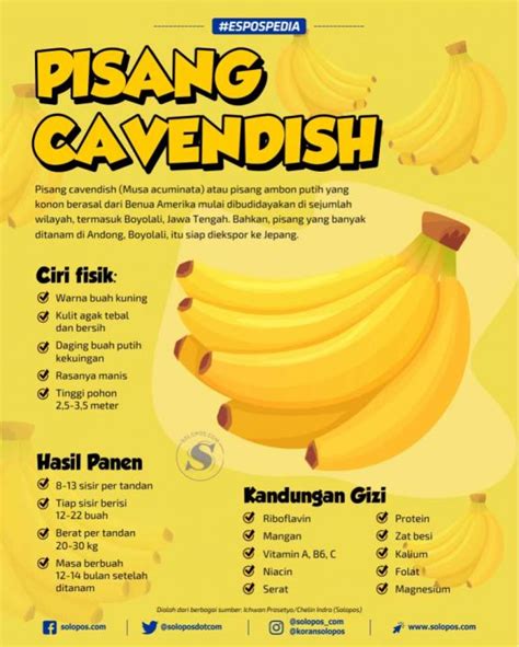 10 panduan dalam budidaya pisang cavendish agar hasil maksimal | BlogIDN.com