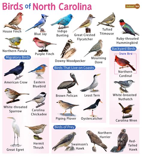 25 Common Water Birds in North Carolina – Nature Blog Network