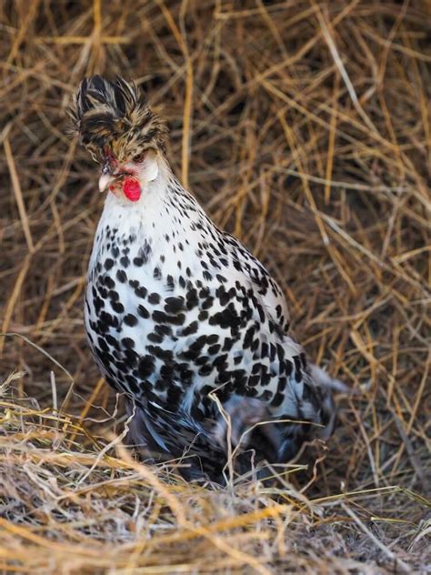 Top 15 Best Fancy Chicken Breeds | Chickens And More