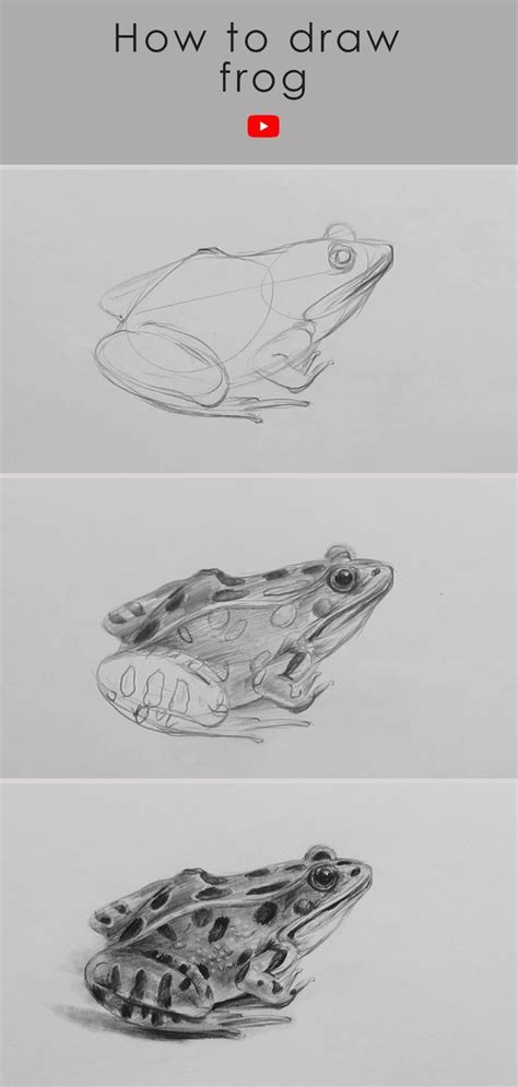 How to draw frog: Realistic frog drawing pencil sketch | Pencil ...