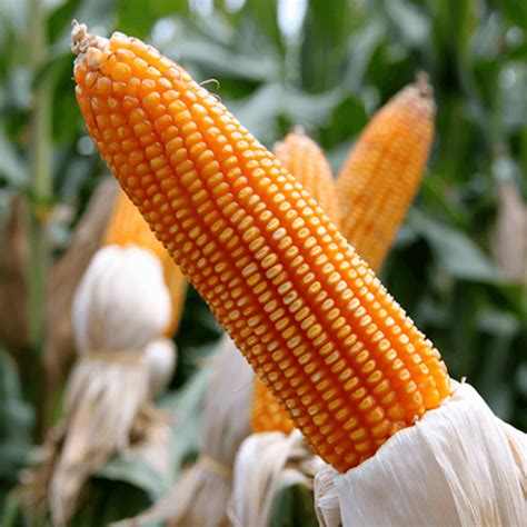 How Corn Varieties Shape American Farming