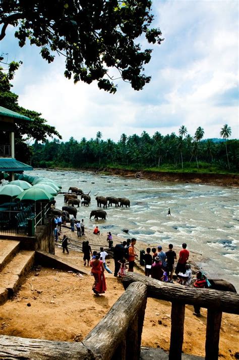 Sri Lanka Elephant Festival Editorial Stock Photo - Image of lanka, green: 19093728