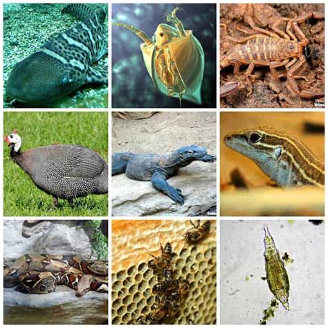 Top 194 + Types of reproduction in animals - Inoticia.net