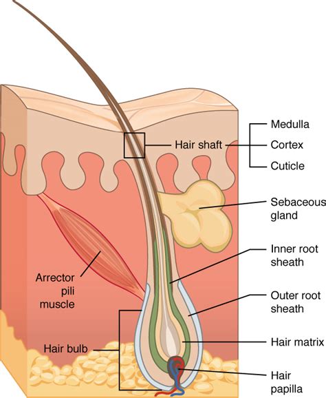 Accessory Structures of the Skin | Biology I