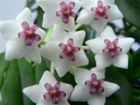 hoya flowers. my goodness, these are fantastic. the different types are ...