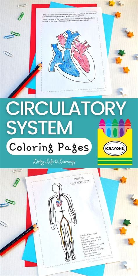 Circulatory System Coloring Pages