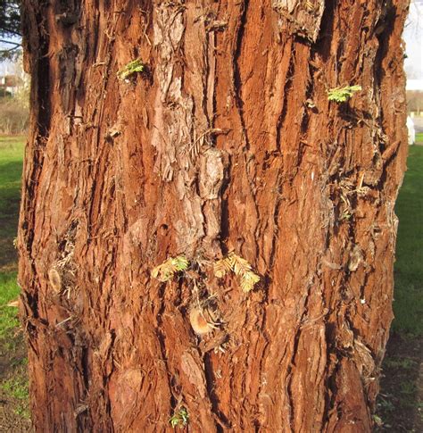 Coast Redwood - Tree Guide UK - Coast Redwood tree identification