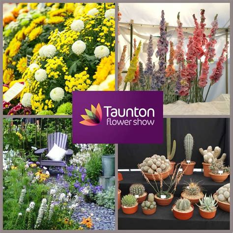 Taunton Flower show | Flower show, Taunton, Flowers