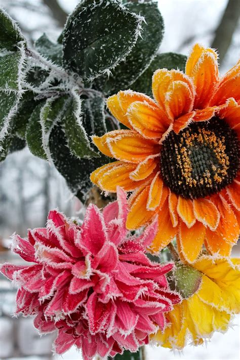 Squash Blossom Farm: Wordless Wednesday: Spiky, Frosty Morning