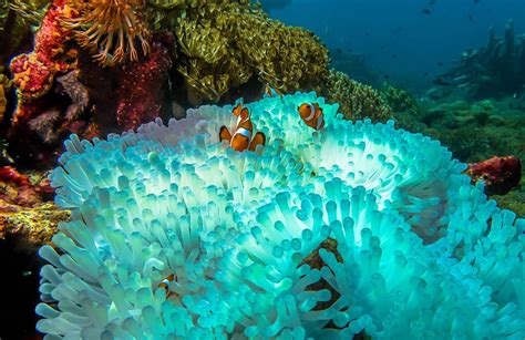 10 Fascinating Facts About The Belize Barrier Reef | ReefCI