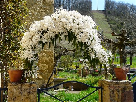 Clematis armandii (Armand Clematis, Evergreen Clematis) | North ...