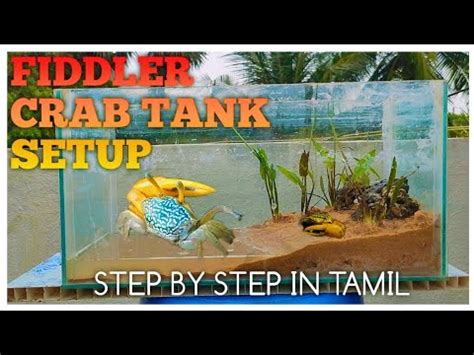 Fiddler crab tank setup in tamil|step by step|NK fish box| - YouTube