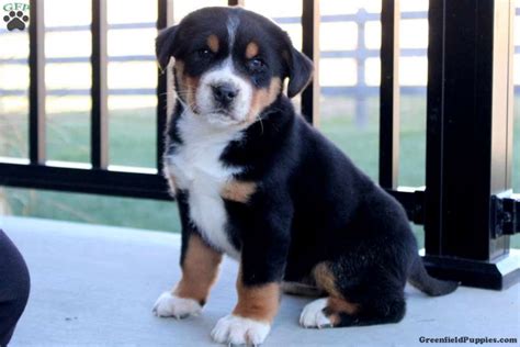 Greater Swiss Mountain Dog Puppies for Sale | Greenfield Puppies