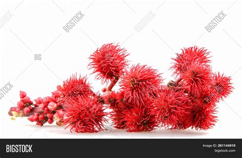 Castor Oil Plant Image & Photo (Free Trial) | Bigstock