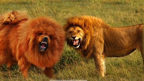 Seven Dogs That Look Like Lions | PetHelpful