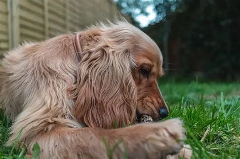 Golden Cocker Retriever Guide: The Ultimate Family Pet? - Perfect Dog Breeds