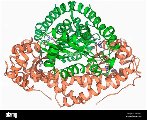 Superoxide Dismutase Structure