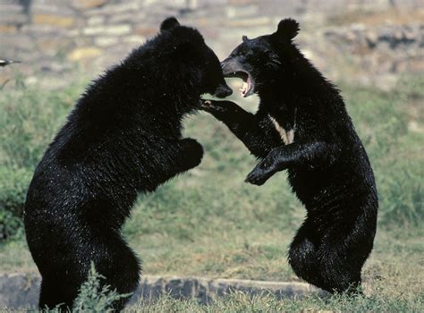 Japan bear attacks: Four people killed as sightings double in one year | The Independent | The ...