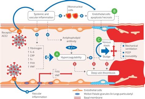 Prevention of venous thromboembolism in patients with cancer | The BMJ