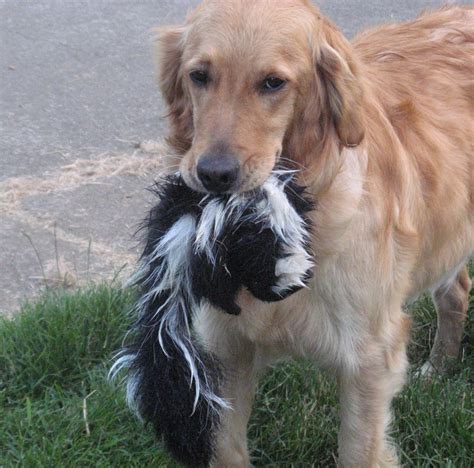 Our dog Bella and her skunk. Yes, it's real...and dead. | Animals ...