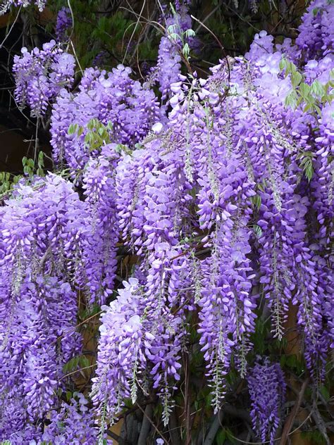 3 each Blue Wisteria (Chinese) Shrub/Vine/Tree - Other Plants & Seedlings