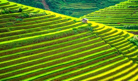 rice terraces of the philippines significance Rice terraces ifugao philippine cordilleras ...