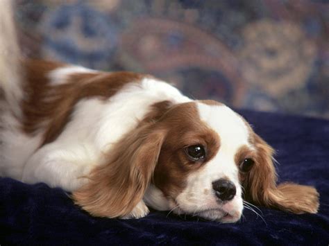 Cavalier King Charles Spaniel Wallpapers - Wallpaper Cave