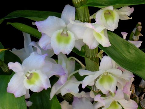 Dendrobium | Dendrobium nobile, Orchids, Sweet fragrances