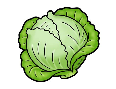 Cabbage illustration. Foodhero.org. #bullentinboards #schoolart ...