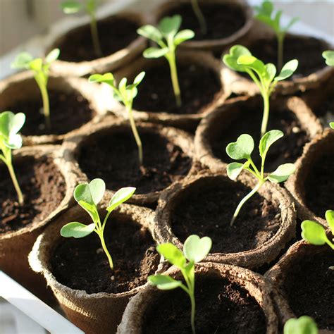 Here’s How to Start an Indoor Herb Garden | Home Hardware