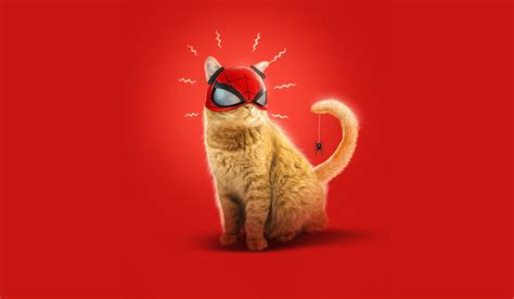 3440x1441 Resolution Spider Cat Spider-Man Miles Morales Art 3440x1441 Resolution Wallpaper ...