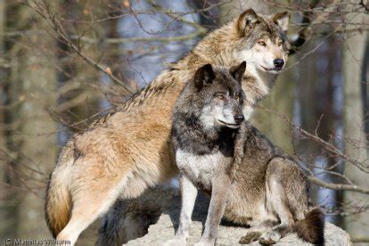 Wolves Of The World - Eastern Timber Wolf - Canis lupus lycaon