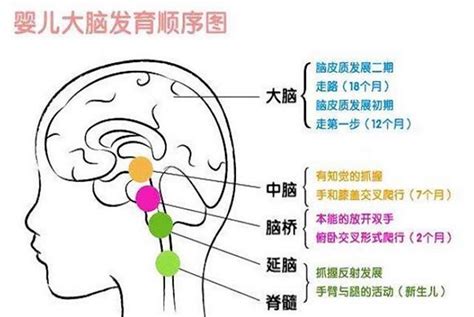 哈佛研究指出：孩子有三次大脑发育的高峰期，父母起码要抓住一次__凤凰网