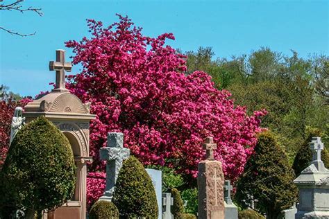 Mount Hope Catholic Cemetery | Catholic Cemeteries & Funeral Services - Archdiocese of Toronto ...