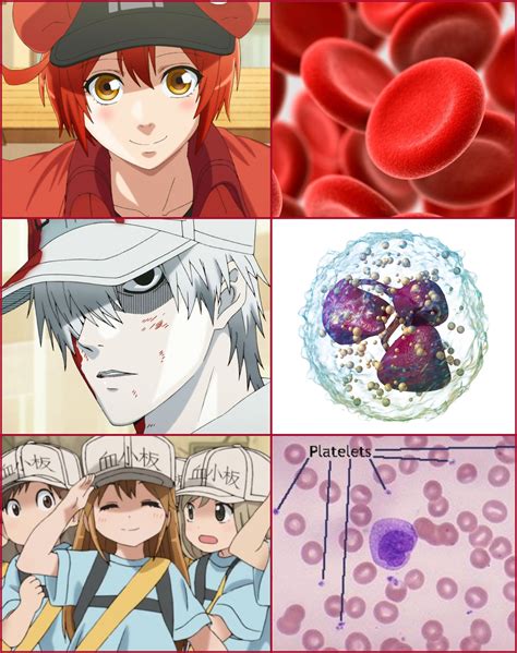 Anime vs. Real Life | Hataraku Saibou / Cells at Work! | Know Your Meme