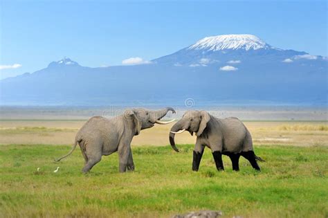 Elephant With Mount Kilimanjaro Stock Image - Image of nature, african: 38872049