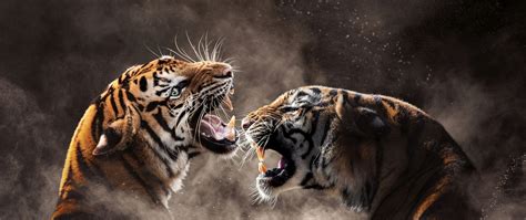 Tigers Wallpaper 4K, Roaring, Bengal Tiger