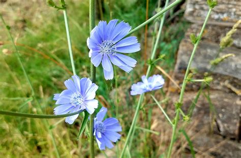 Chicory flower : r/flowers